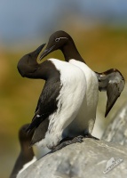 Alkoun uzkozoby - Uria aalge - Guillemot 6700